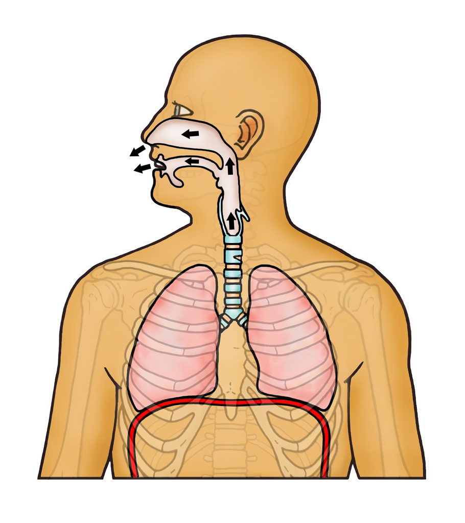 Diagram of the respiratory system with arrows pointing out the nose and mouth