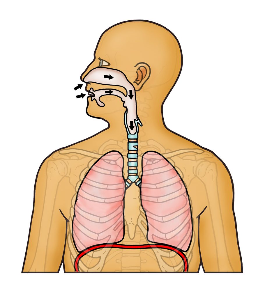 Diagram of the respiratory system with arrows pointing in the nose and mouth