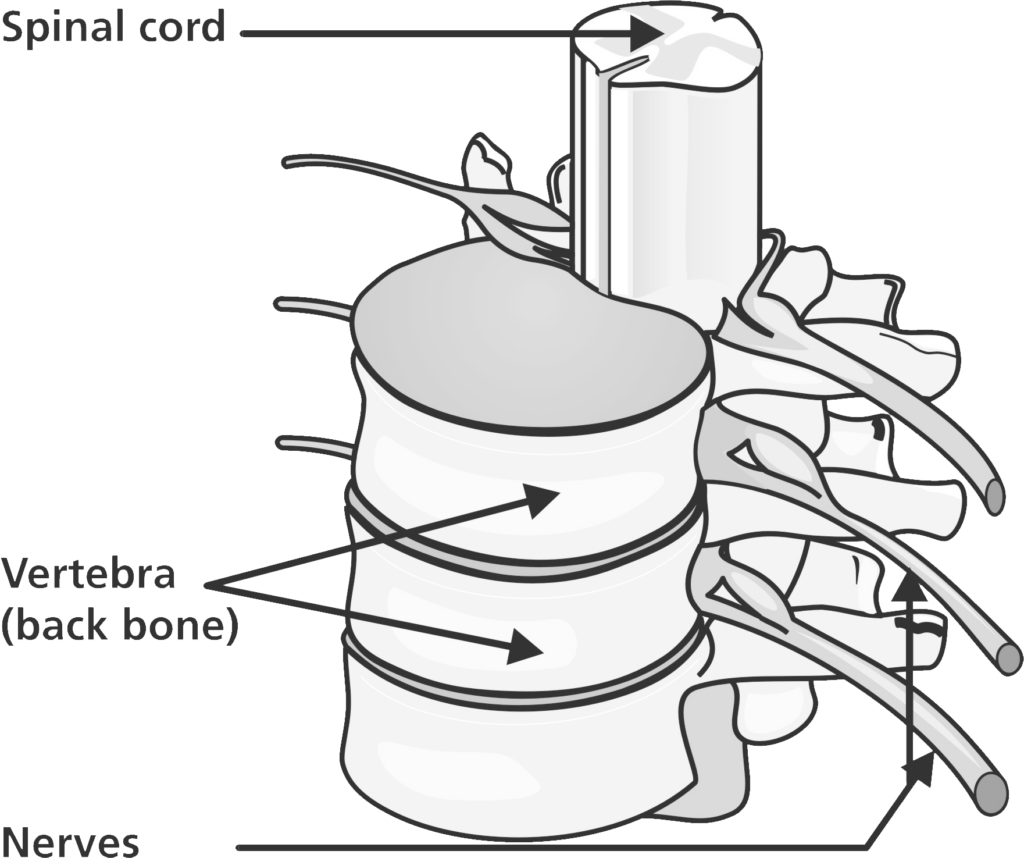 Illustration of vertebrae, nerves and  spinal cord.
