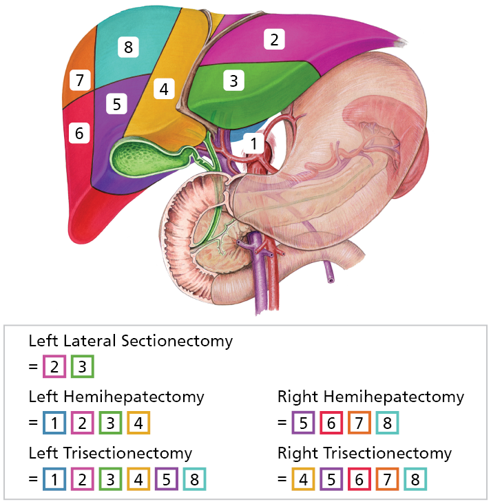 An illustration showing the different sections of the Liver.