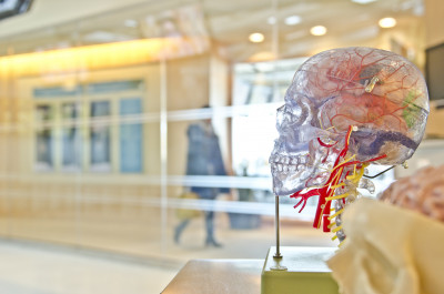 A photo of a transparent human skull model, showing nerve pathways in different colours.