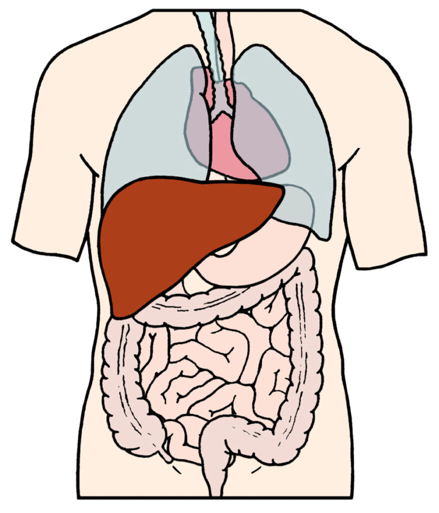 An illustration showing where the Liver is within the body