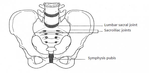 Diagram of the pelvis illustrating the lumbar sacral joint, the sacroiliac joints and the symphysis pubis.