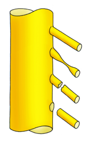 Plexus diagram