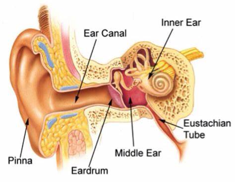 Diagram of entire ear