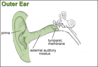 Diagram of the outer ear