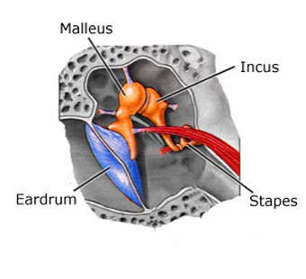 Diagram of Middle Ear or ossicles