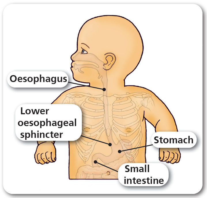 Picture shows the position of the oesophagus in a babyleading to the stomach