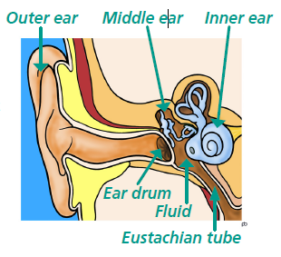 Picture shows the how the inner ear works