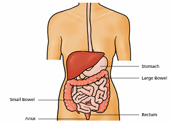 Image of the anatomy of the digestive system
