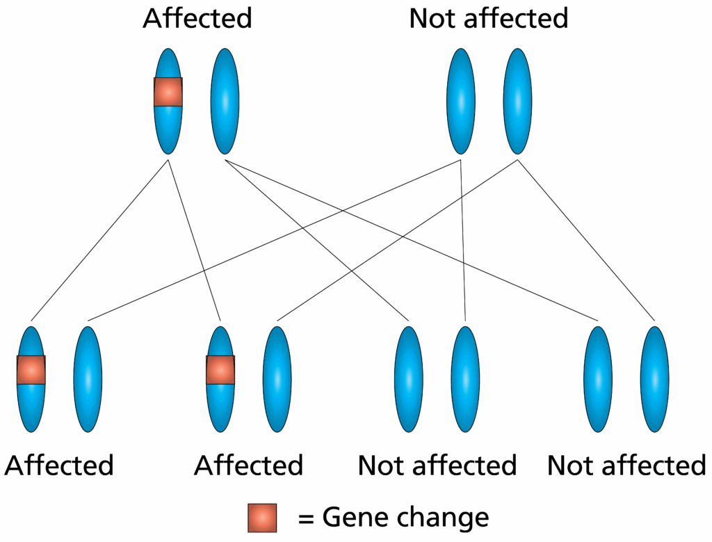 Illustration showing how a gene change is passed on.