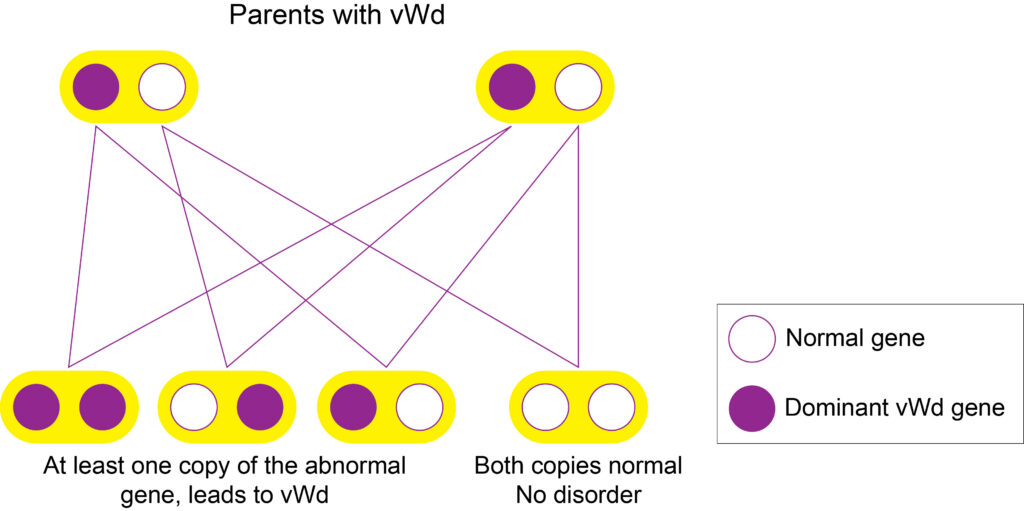 Diagram showing the Inheritance of the dominant vWd gene