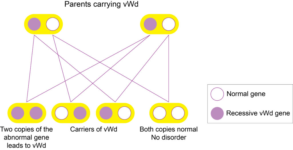 Diagram of Inheritance of the recessive vWd gene