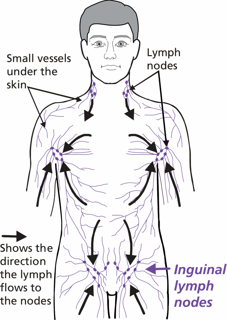 Illustration showing the Inguinal Lymph Nodes.