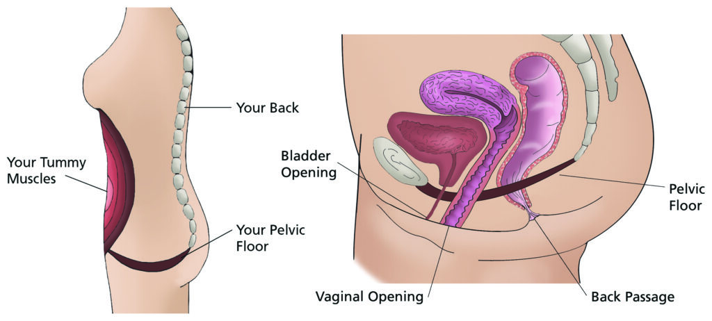 Two illustrations.



The illustration on the left, is a side view of torso with labels for your back, your tummy muscles and your pelvic floor.



The illustration on the right, is a side view of pelvis with labels for bladder opening, vaginal opening, back passage and pelvic floor.