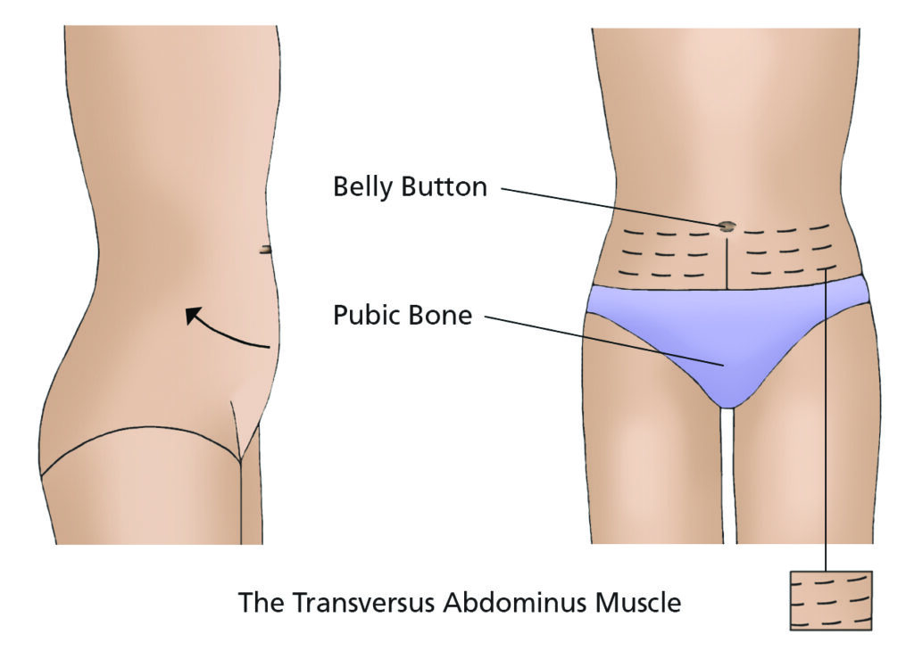 Two illustrations.



The illustration on the left, is a side side view of a torso&nbsp;with no labels.



The illustration on the right, is a front view of a torso with labels for belly button, pubic bone and transversus abdominus muscle.
