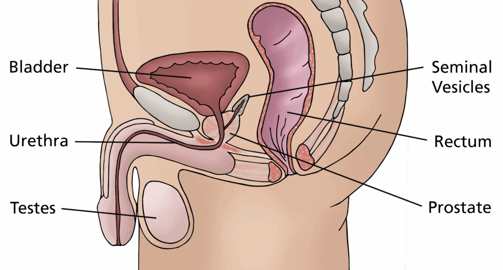 A labelled illustration showing the parts of the body around the penectomy area.