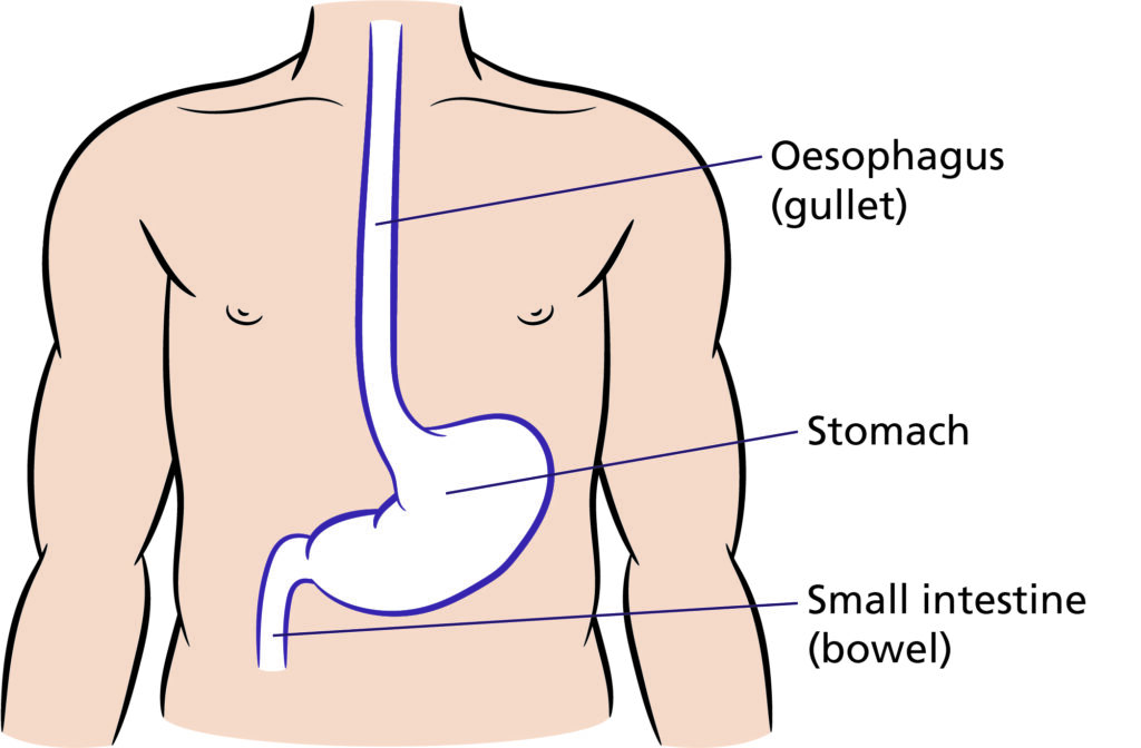 Illustration shows normal anatomy pre gastrectomy. Oesophagus into stomach, into small intestines.