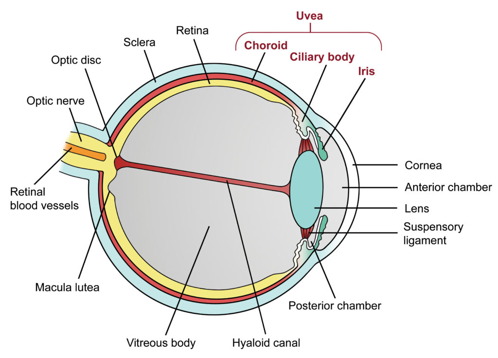 diagram of the eye