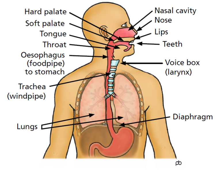 Voice Body Your voice and how to look after it - Leeds Teaching Hospitals NHS Trust