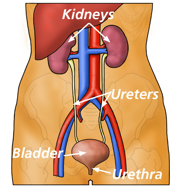 Diagram of the urinary system, showing kidneys, ureters, bladder and urethra.