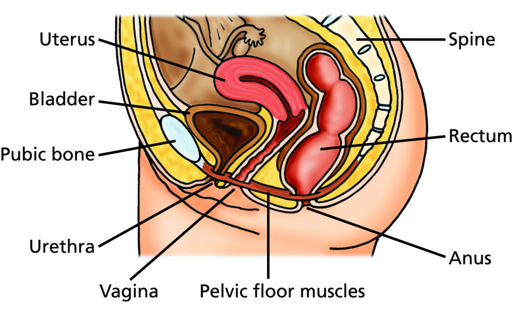 Illustration of the female pelvis showing female anatomy.



The following have been labelled: Uterus, Bladder, Pubic bone, Urethra, Vagina, Pelvic floor muscles, Spine, Rectum and Anus.