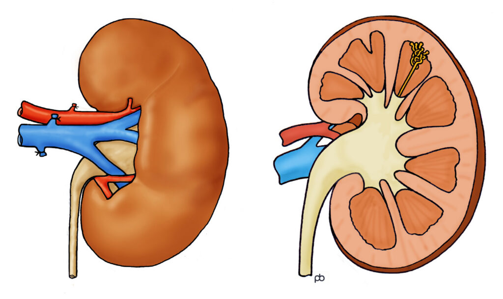 Illustration of Kidney.