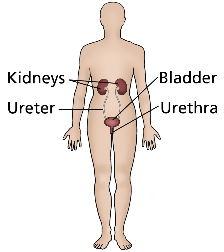 An image showing the position of the kidneys, ureter, bladder, and urethra in the body