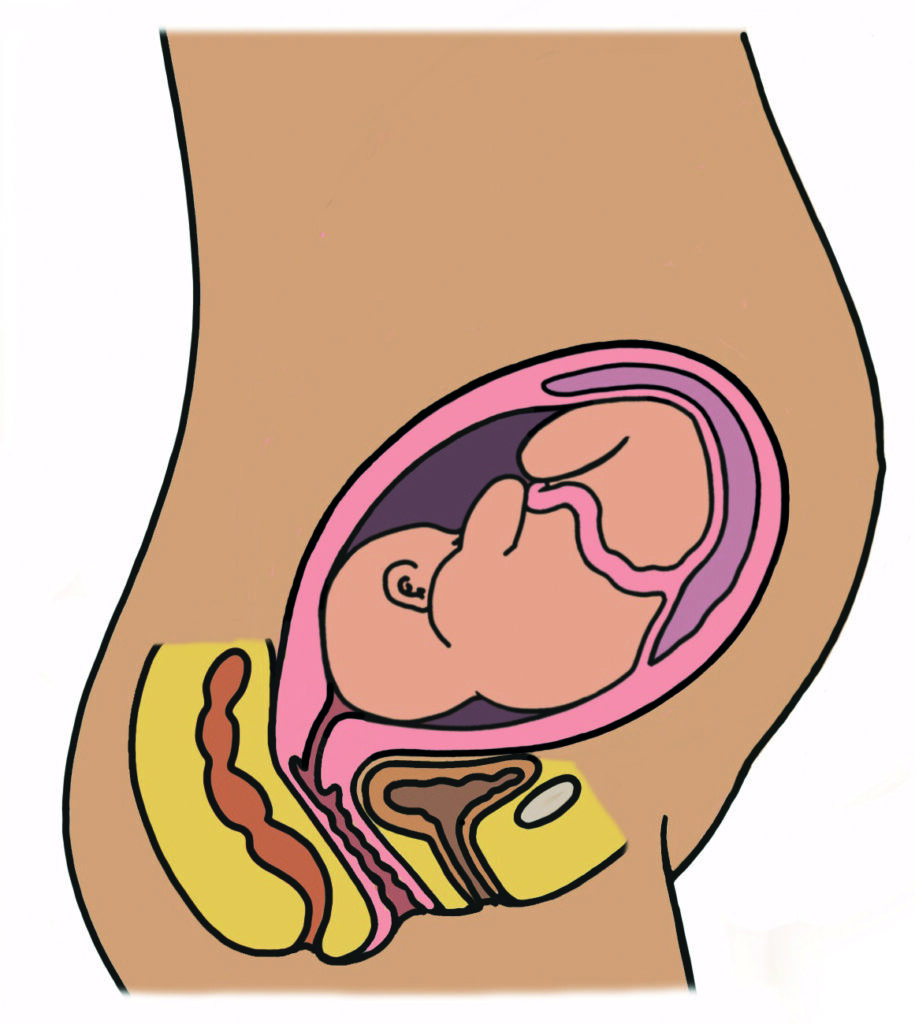 An illustration of a pregnant person.