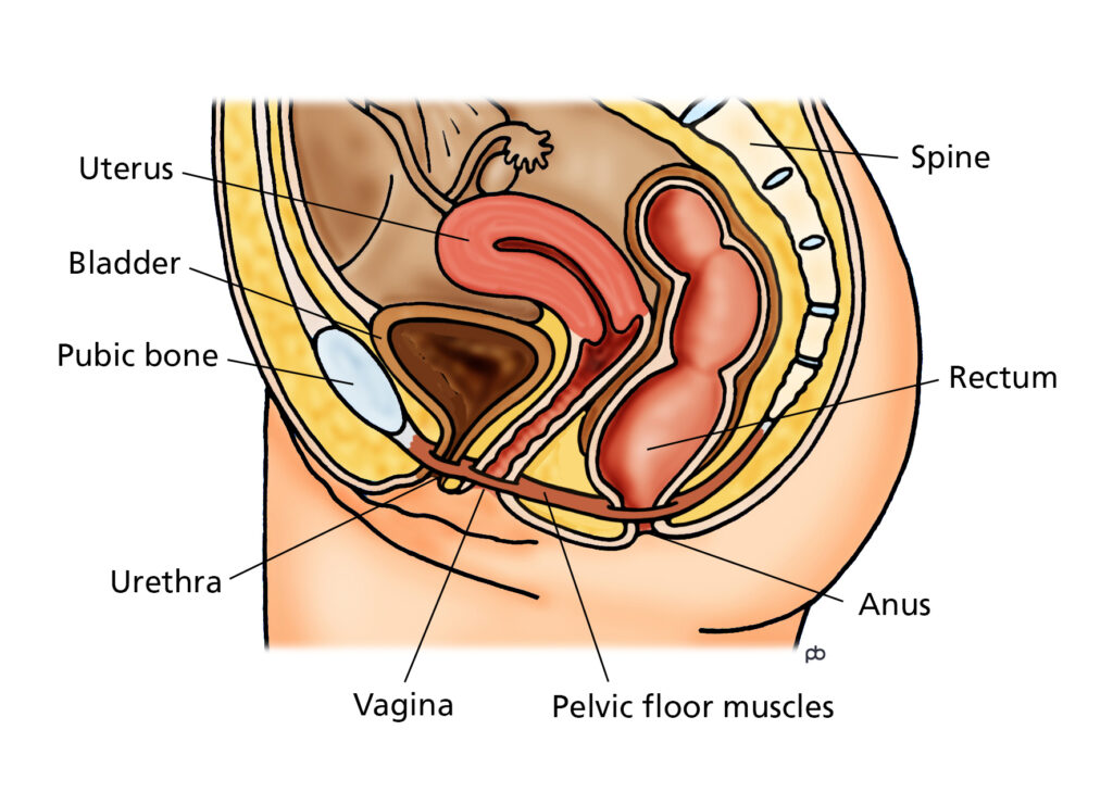 Illustration showing where the pelvic floor muscles are.