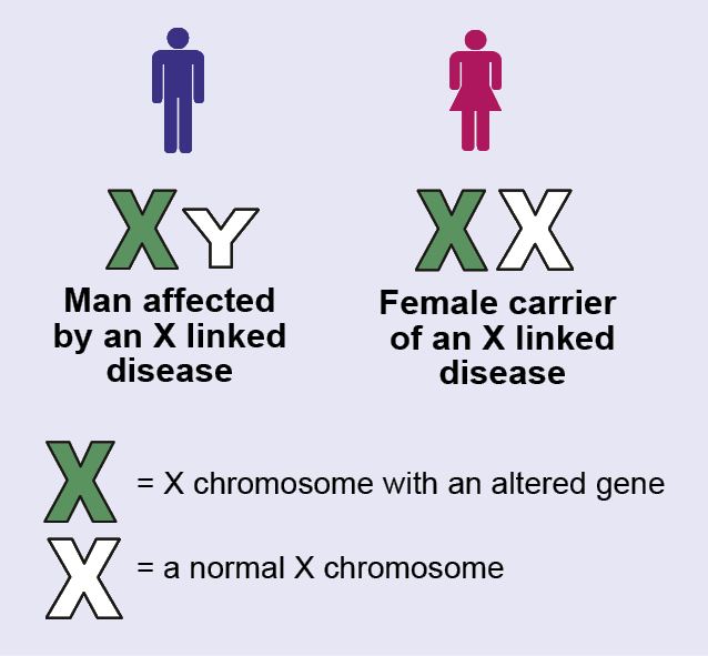 Illustration showing a male affected by an X chromosome linked disease and a female carrier of an X chromosome linked disease.