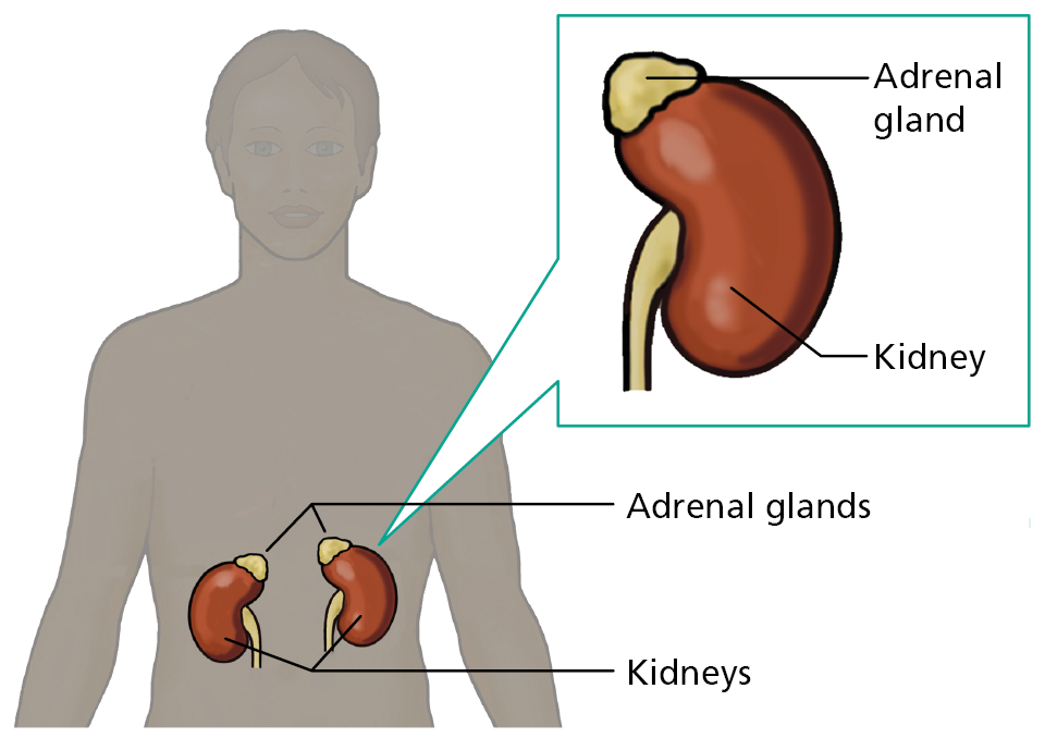 A diagram showing the location of the kidneys and adrenal glands.