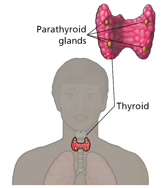 A diagram showing the location of the Thyroid and Parathyroid glands.