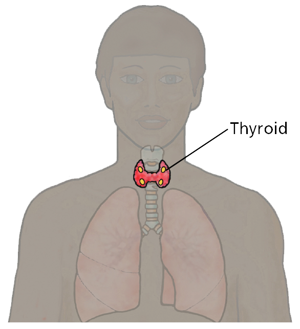 A diagram showing the location of the Thyroid gland.