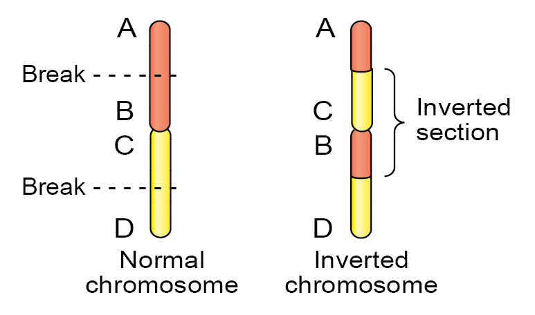 Diagram of chromosome inversion