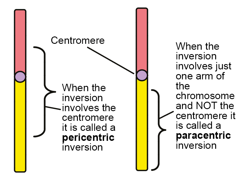 diagram of pericentric or paracentric chromosome