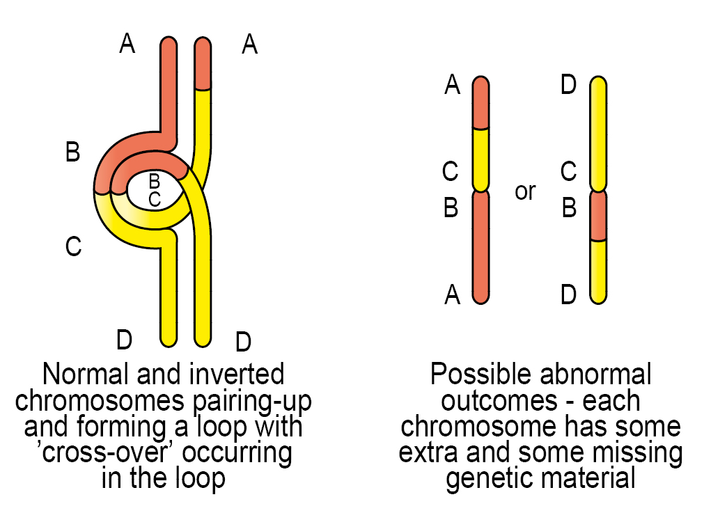 diagram of extra copies of genes in chromosome