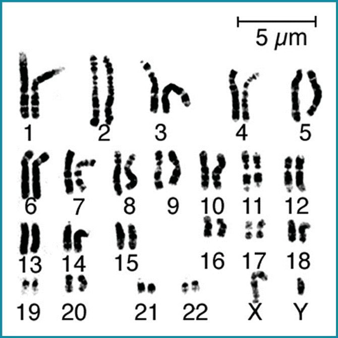 This image shows a karyotype, which is an organised display of an organism's chromosomes.