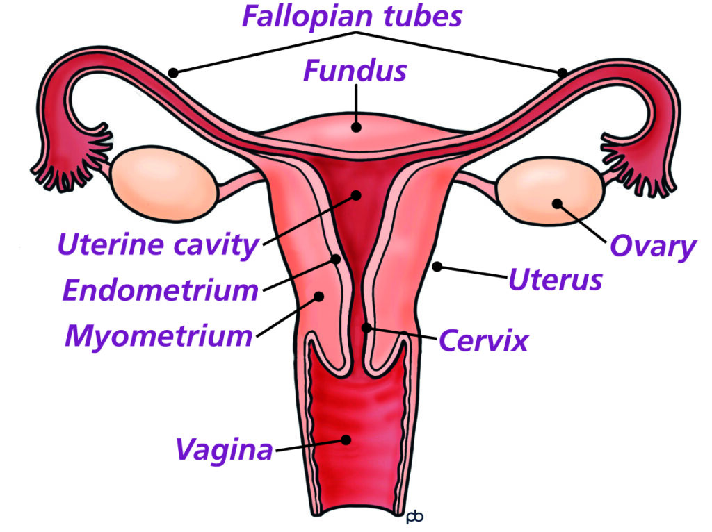 Drawing of the female reproductive system showing the womb, cervix, tubes and ovaries.
