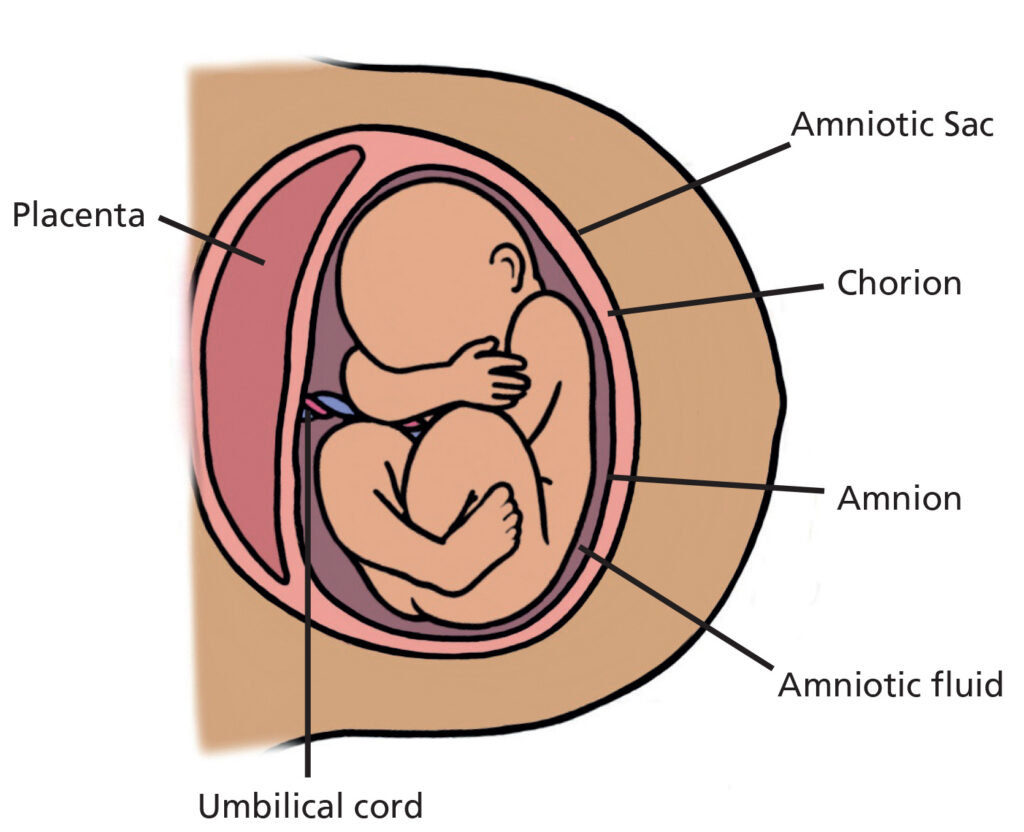 Illustration of a baby in the womb. It shows the placenta, umbilical cord, amniotic sac, chorion, amnion and amniotic fluid.