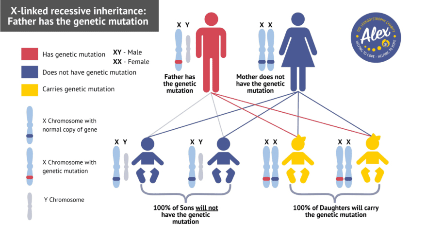 Diagram showing the X-linked recessive inheritance with father as the carrier