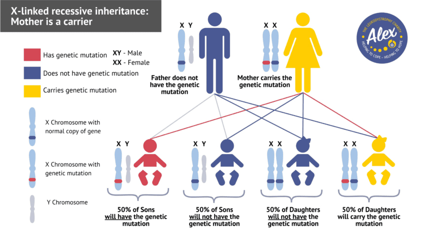 Diagram showing the X-linked recessive inheritance with mother as the carrier